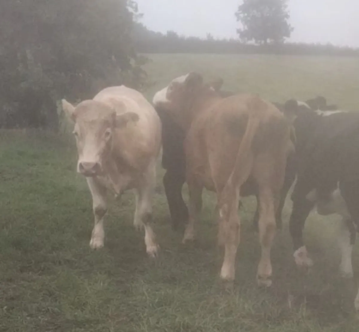 Bullocks - Image 1