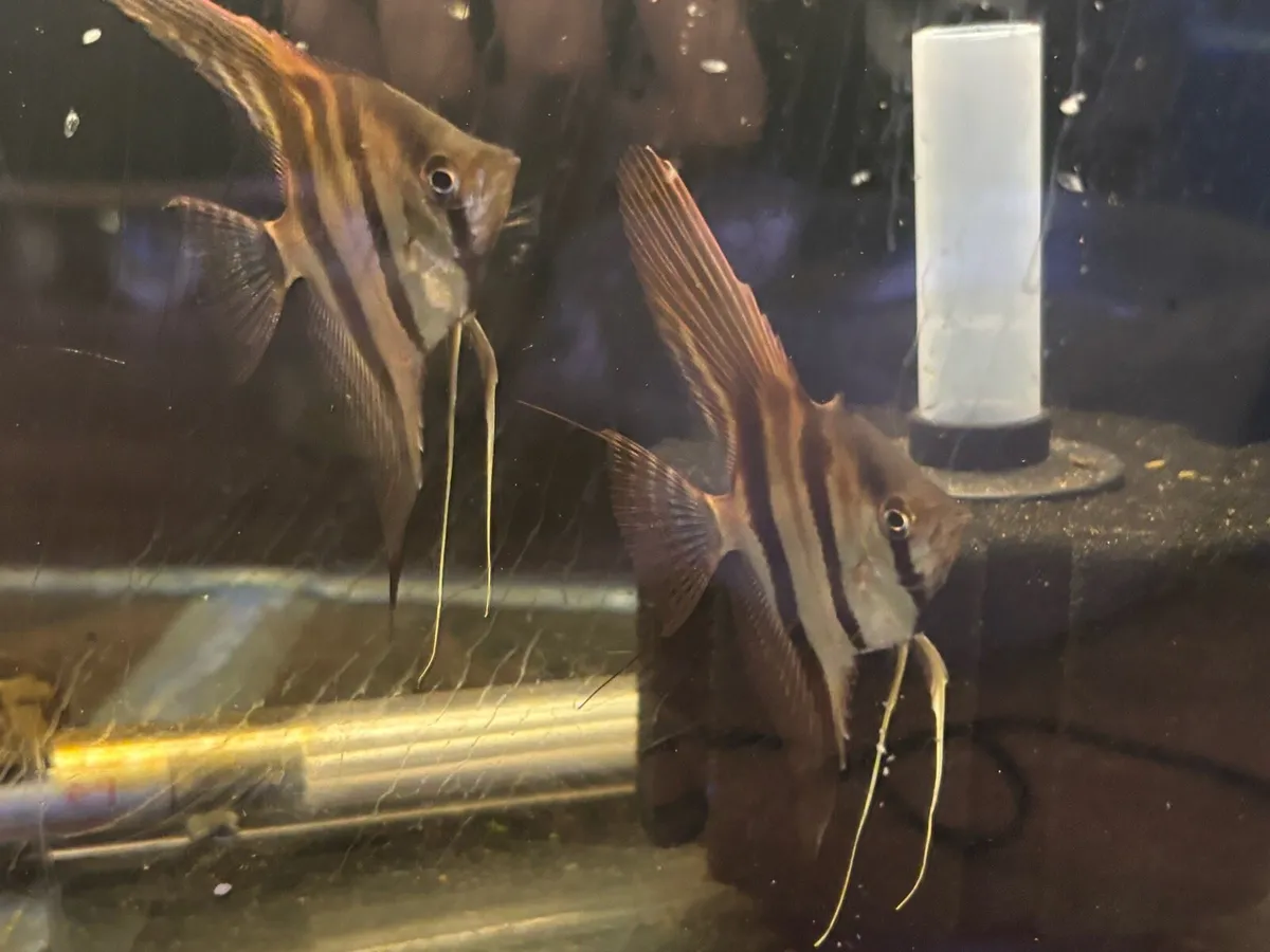 Top quality tank bred aquarium fish - Image 3