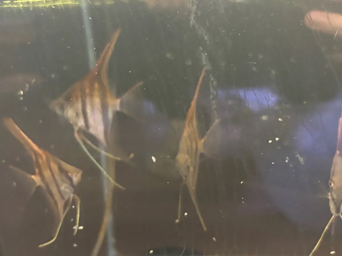 Top quality tank bred aquarium fish - Image 4