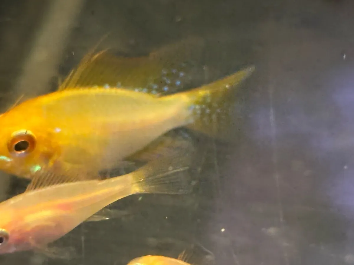 Top quality tank bred aquarium fish - Image 2