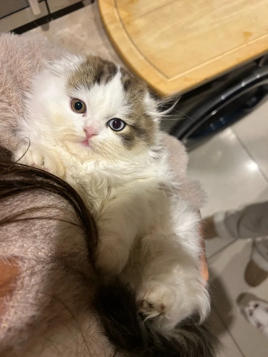 Scottish kitten - Image 3