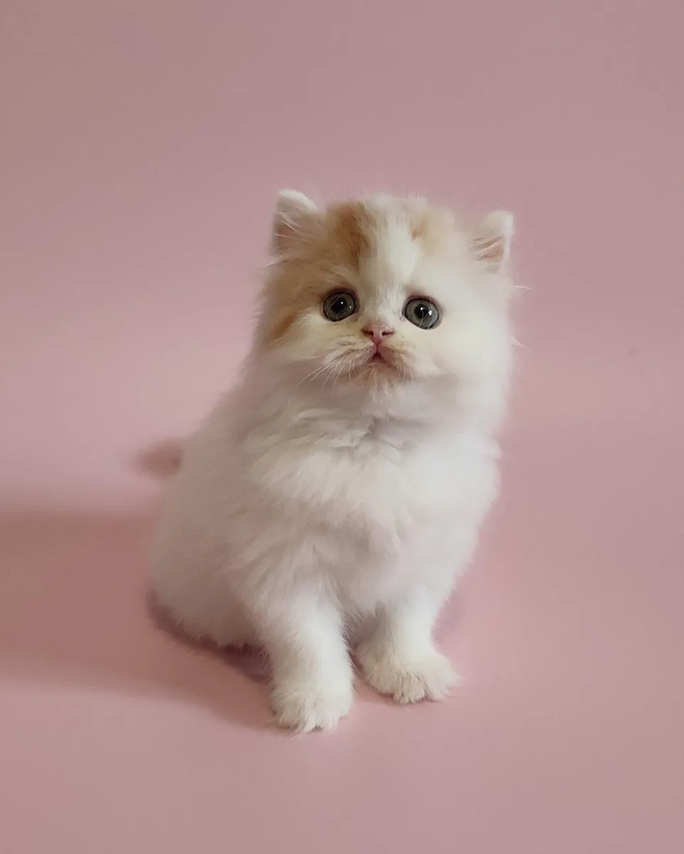 Scottish kitten - Image 1