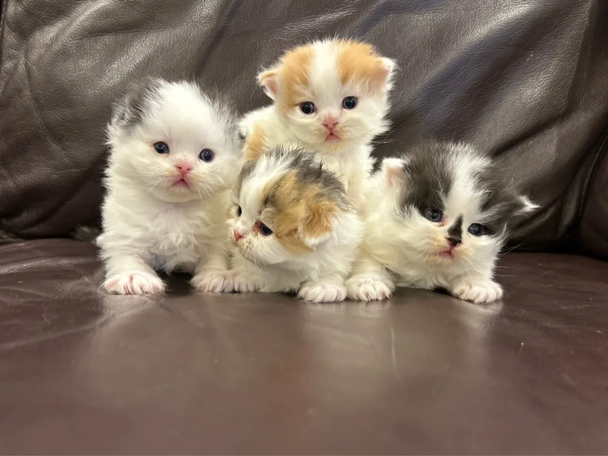 Scottish kitten - Image 4