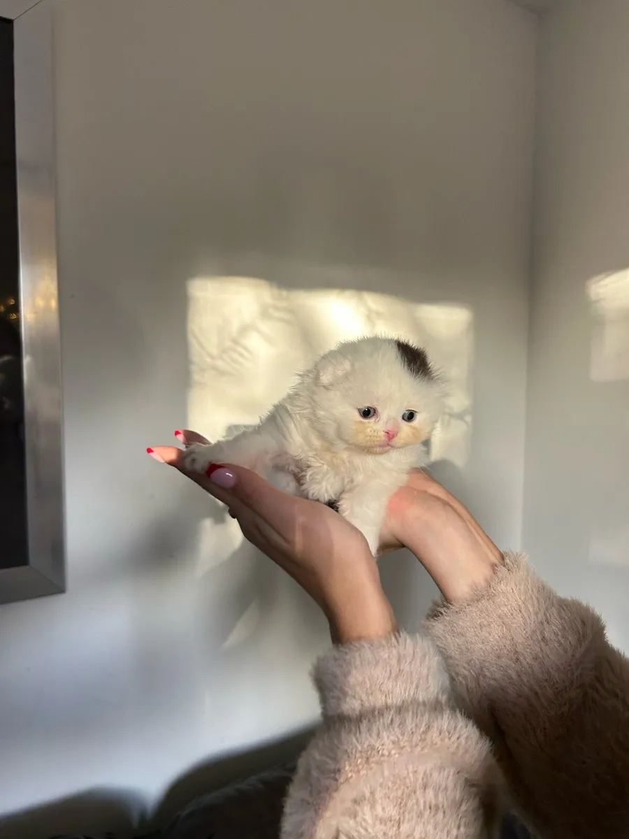 Scottish kitten - Image 2