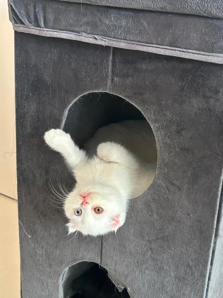 Scottish kittens - Image 4