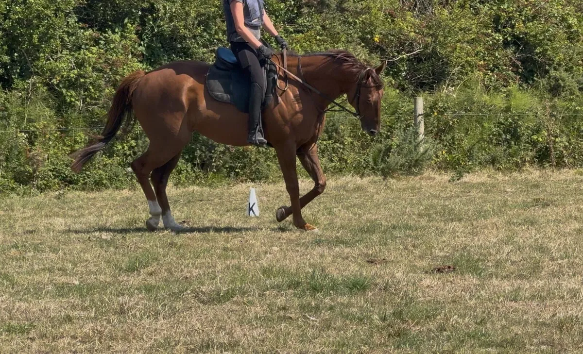 Horse - Image 3
