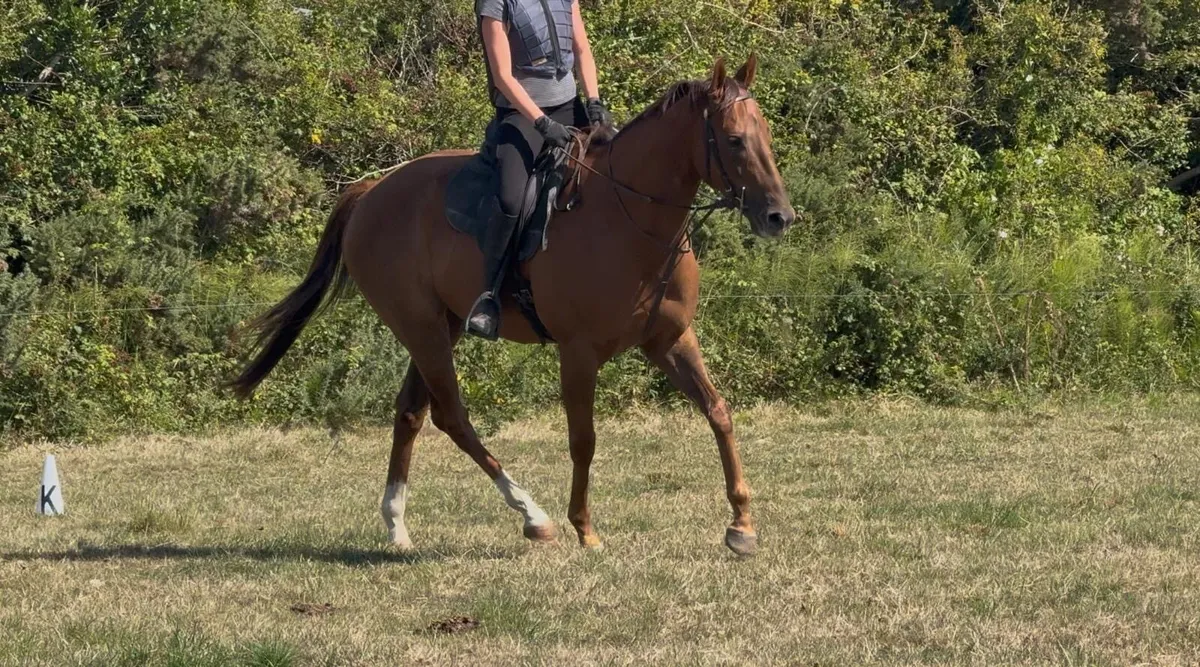 Horse - Image 4