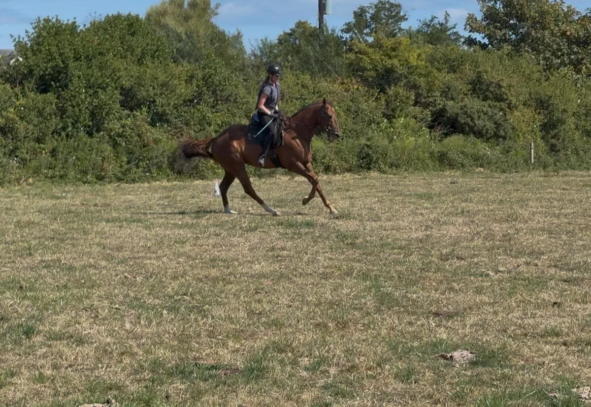 Horse - Image 2
