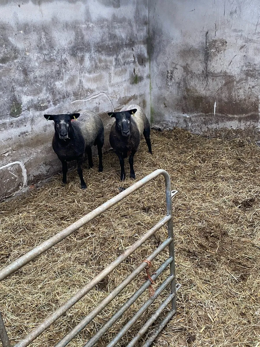 2 hoggets - Image 1