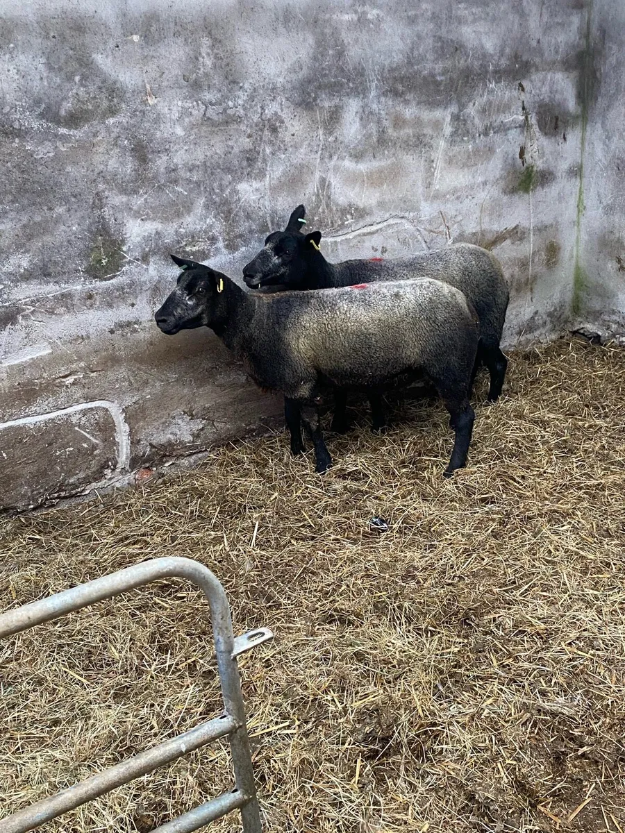 2 hoggets - Image 2