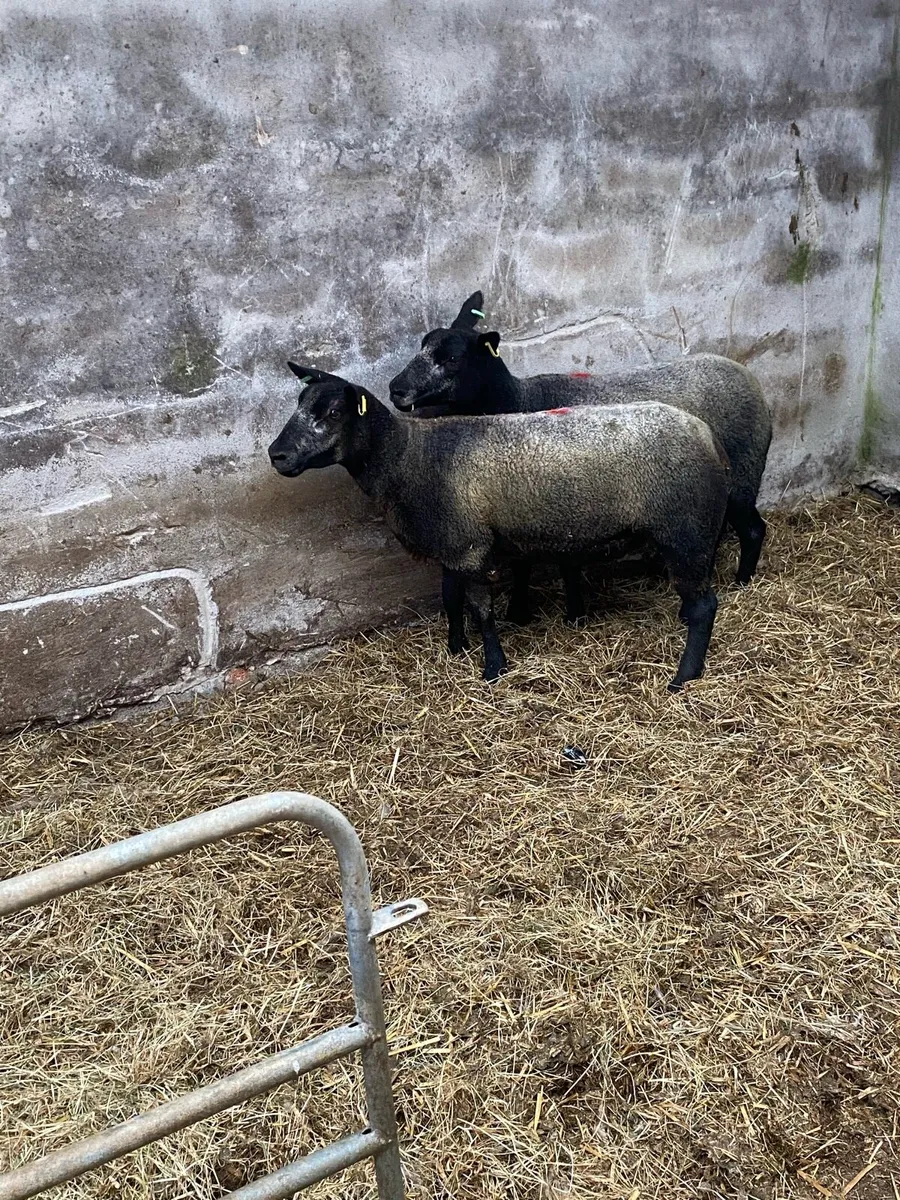 2 hoggets - Image 3