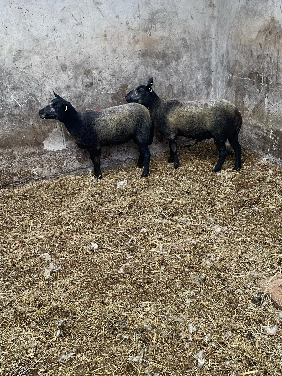 2 hoggets - Image 4