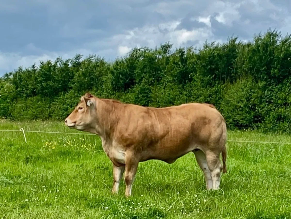 Receip carrying  pedigree Limousin pregnancy - Image 1
