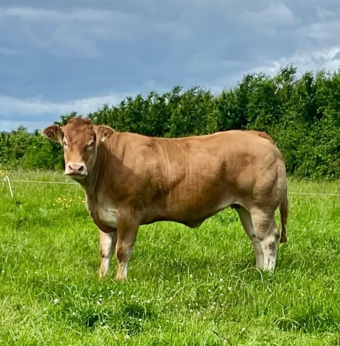 Receip carrying  pedigree Limousin pregnancy - Image 2