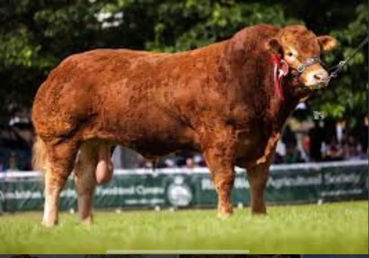 Receip carrying  pedigree Limousin pregnancy - Image 3