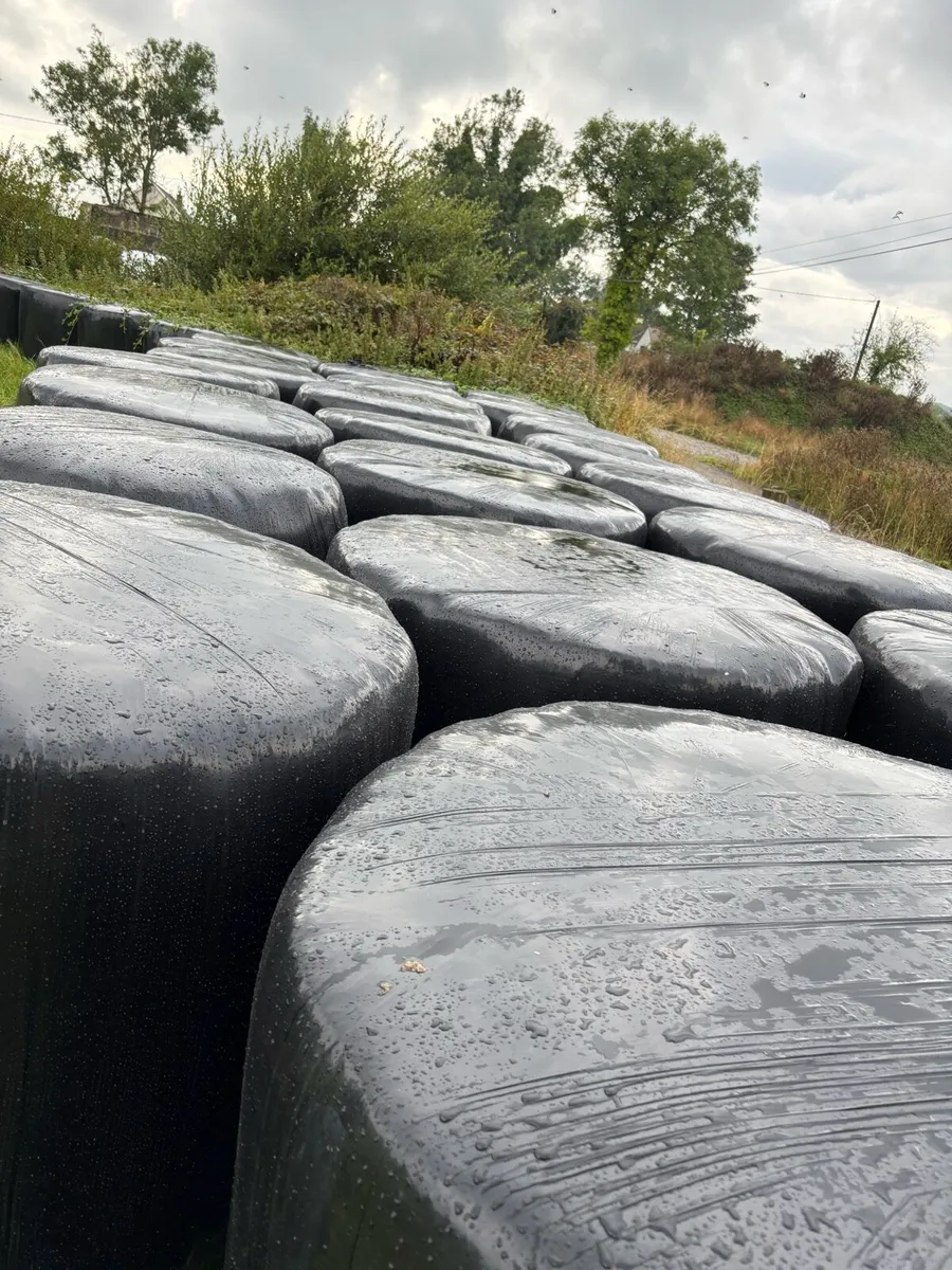Silage for sale - Image 2