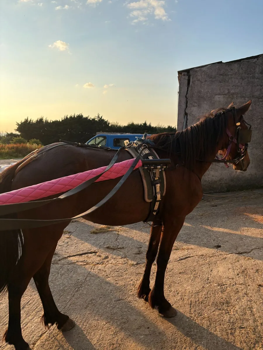 2yr Half Breed Filly Stepping Cob x USA Track Mare - Image 3
