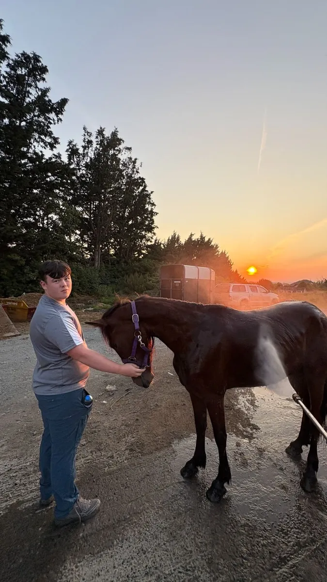 2yr Half Breed Filly Stepping Cob x USA Track Mare - Image 4