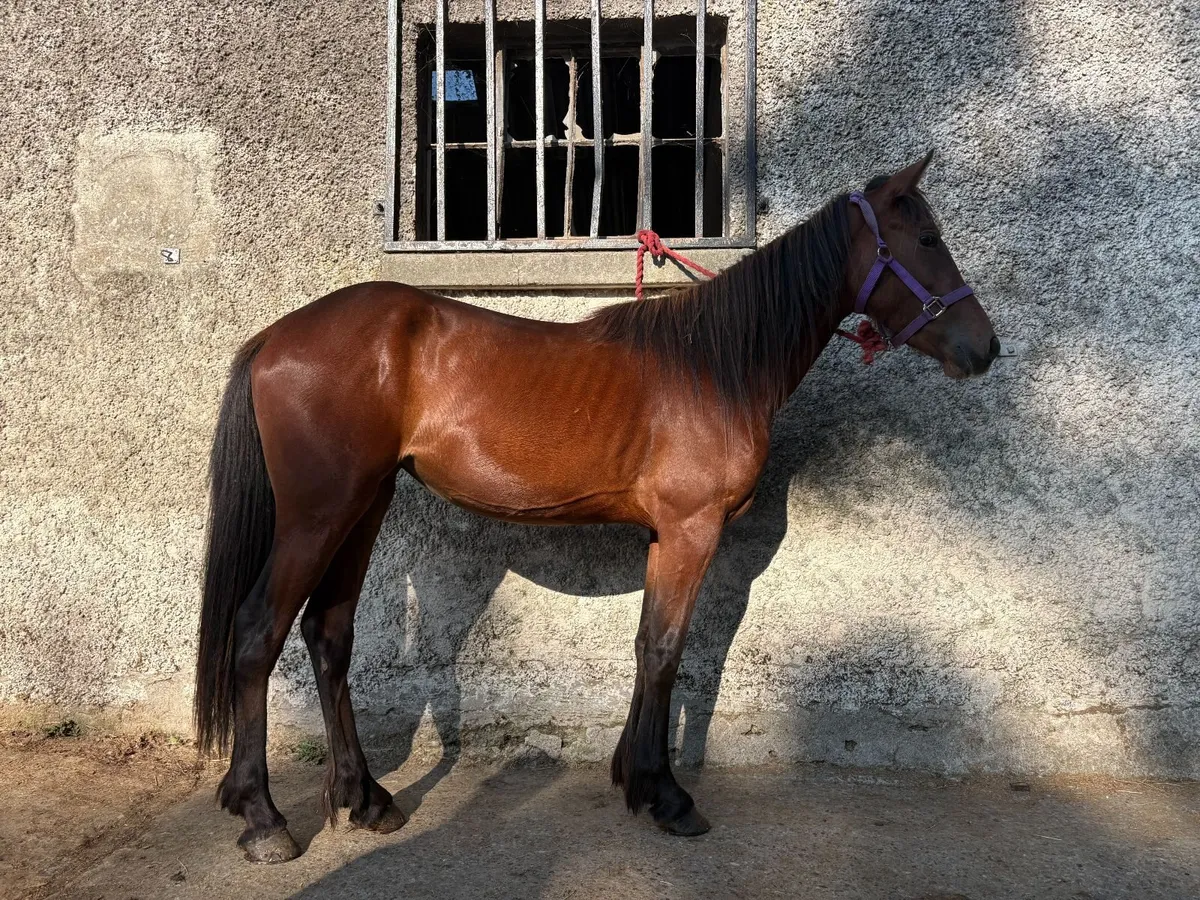 2yr Half Breed Filly Stepping Cob x USA Track Mare - Image 1