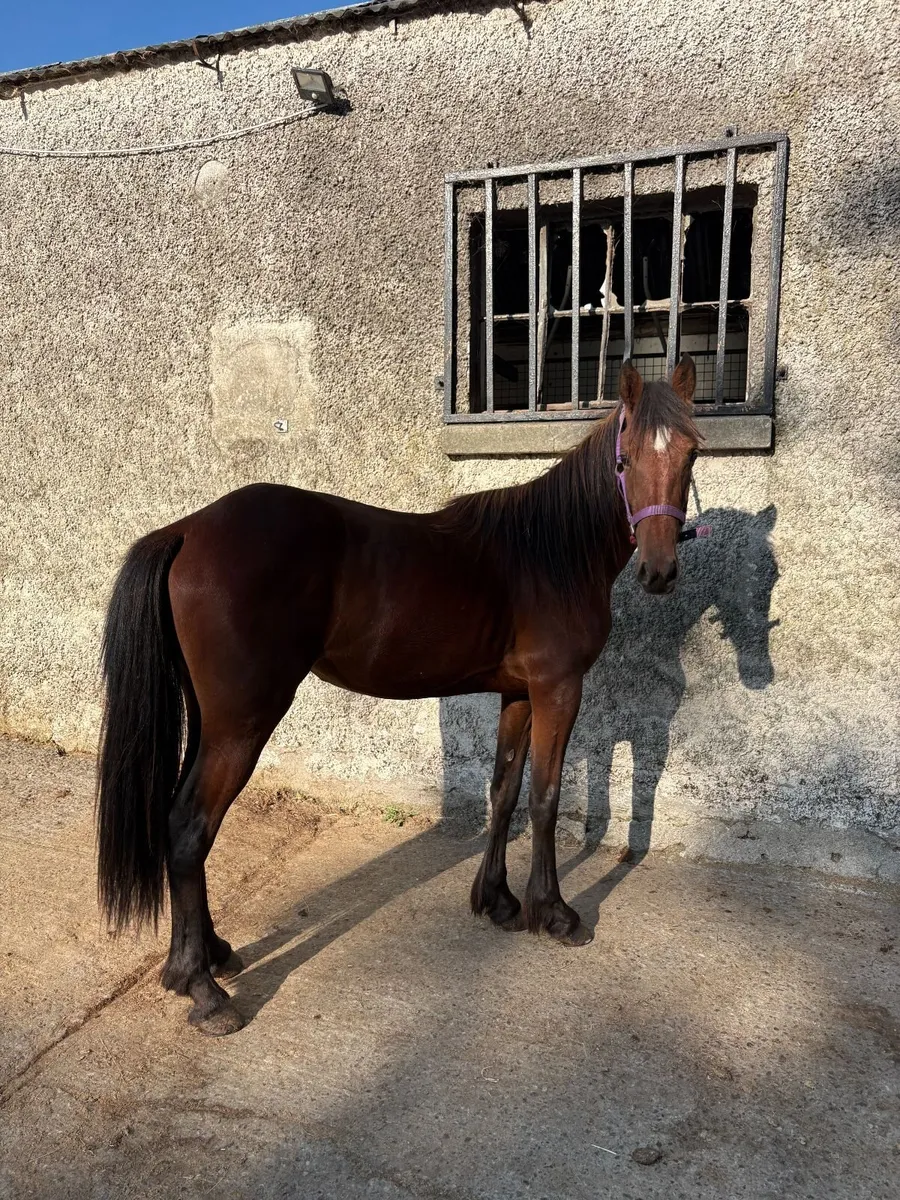 2yr Half Breed Filly Stepping Cob x USA Track Mare - Image 2