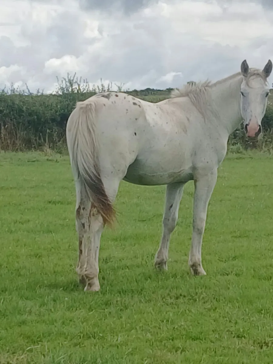 Appaloosa - Image 2