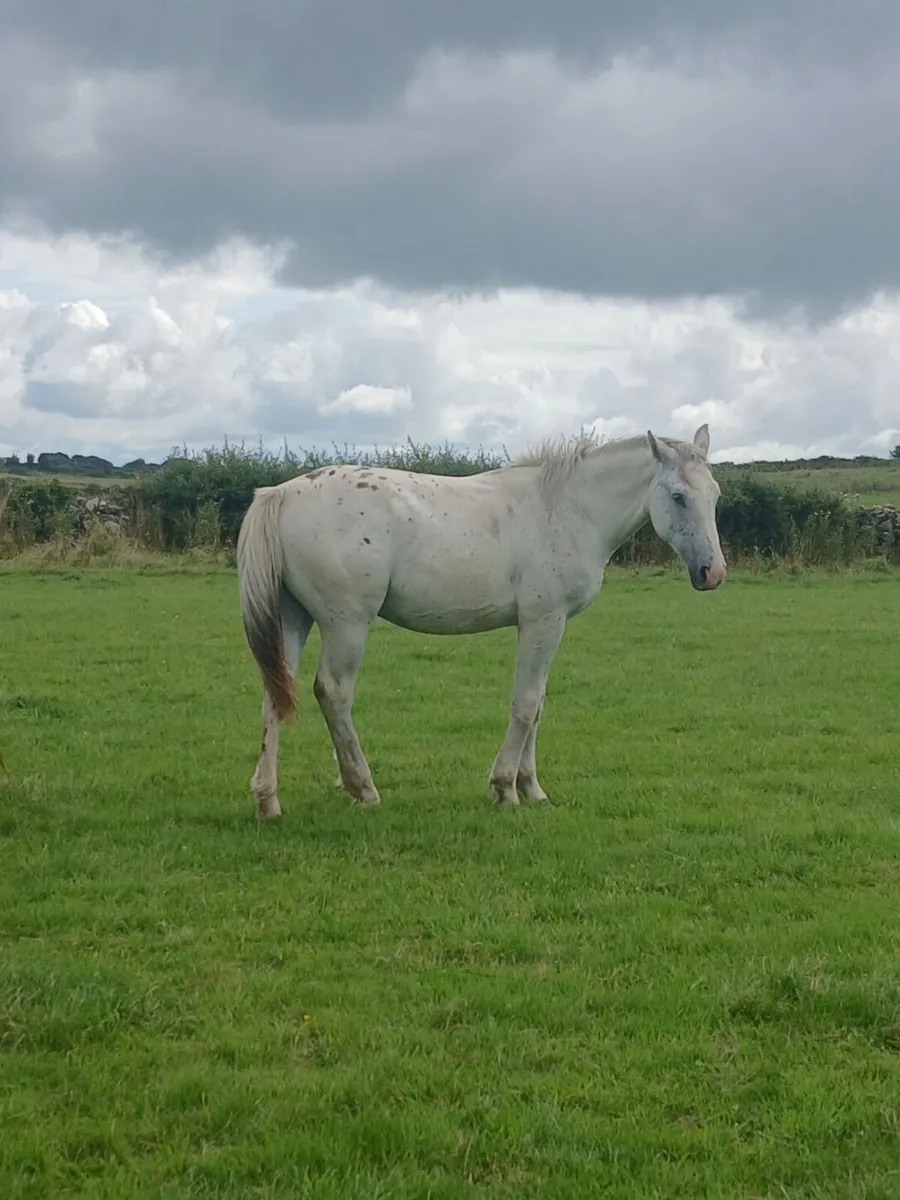 Appaloosa - Image 3
