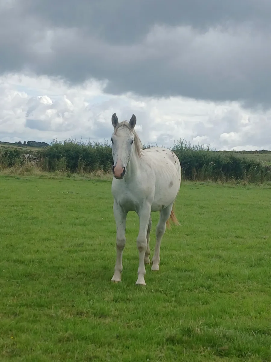 Appaloosa - Image 4