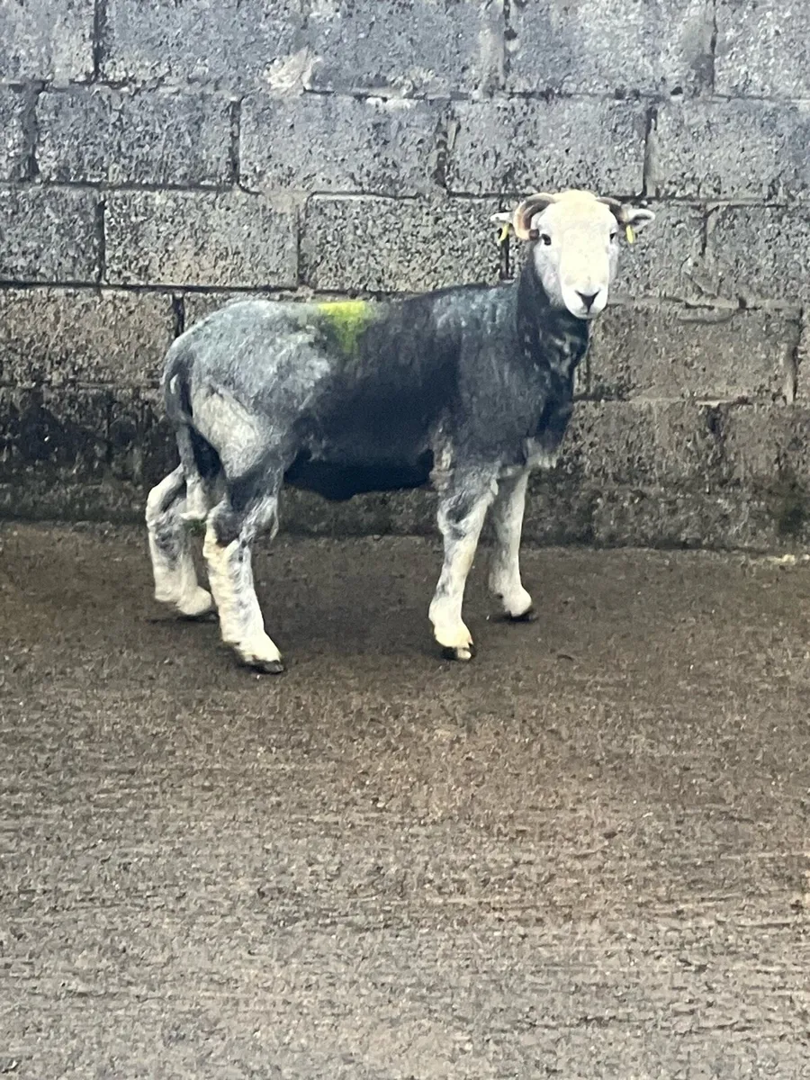 Herdwick ran - Image 1