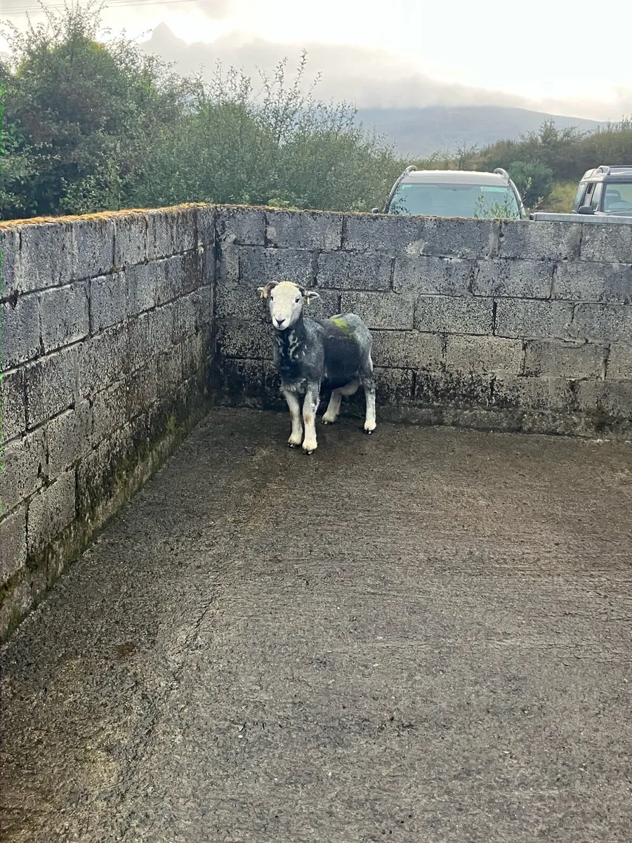 Herdwick ran - Image 2