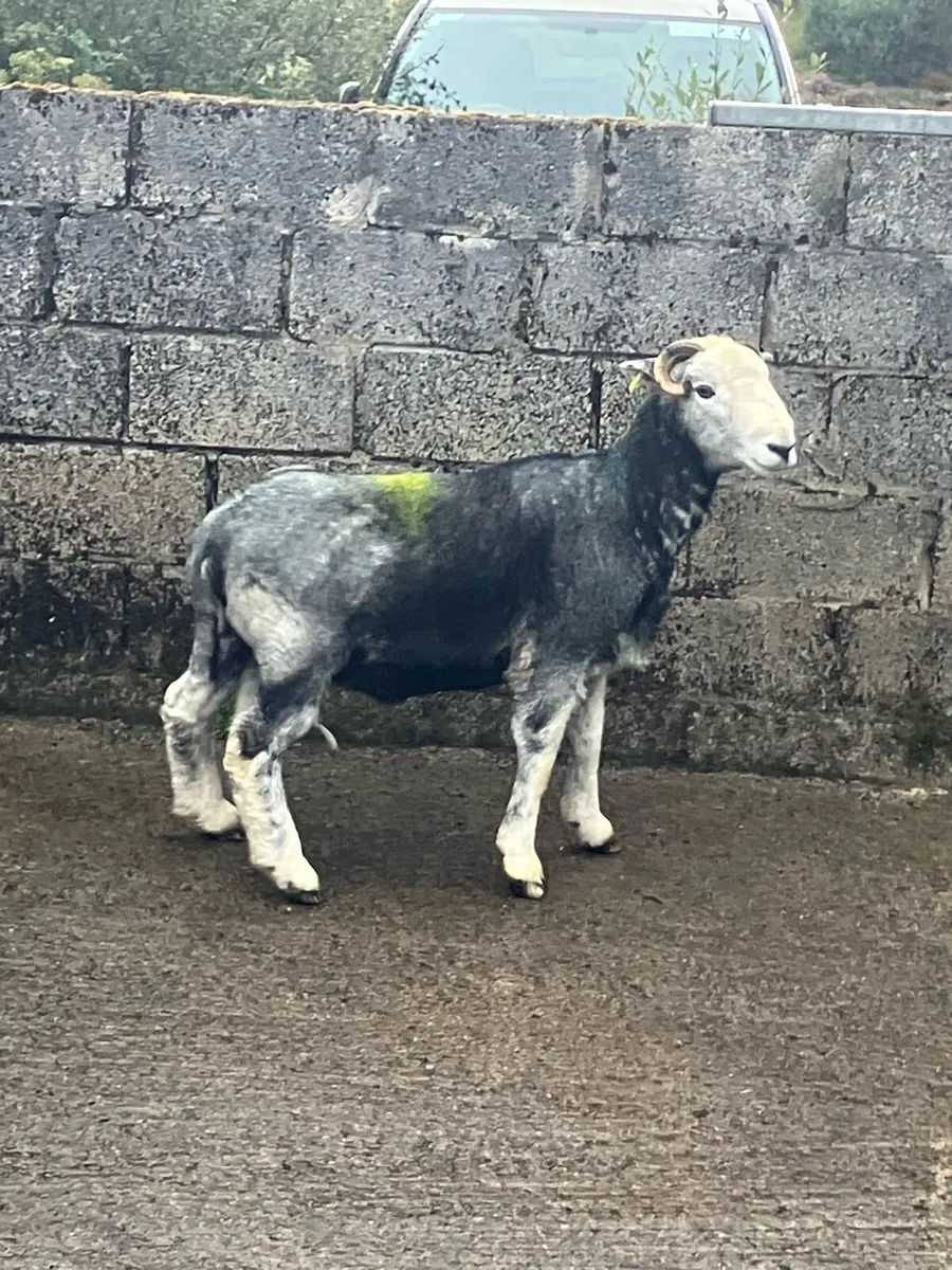 Herdwick ran - Image 3