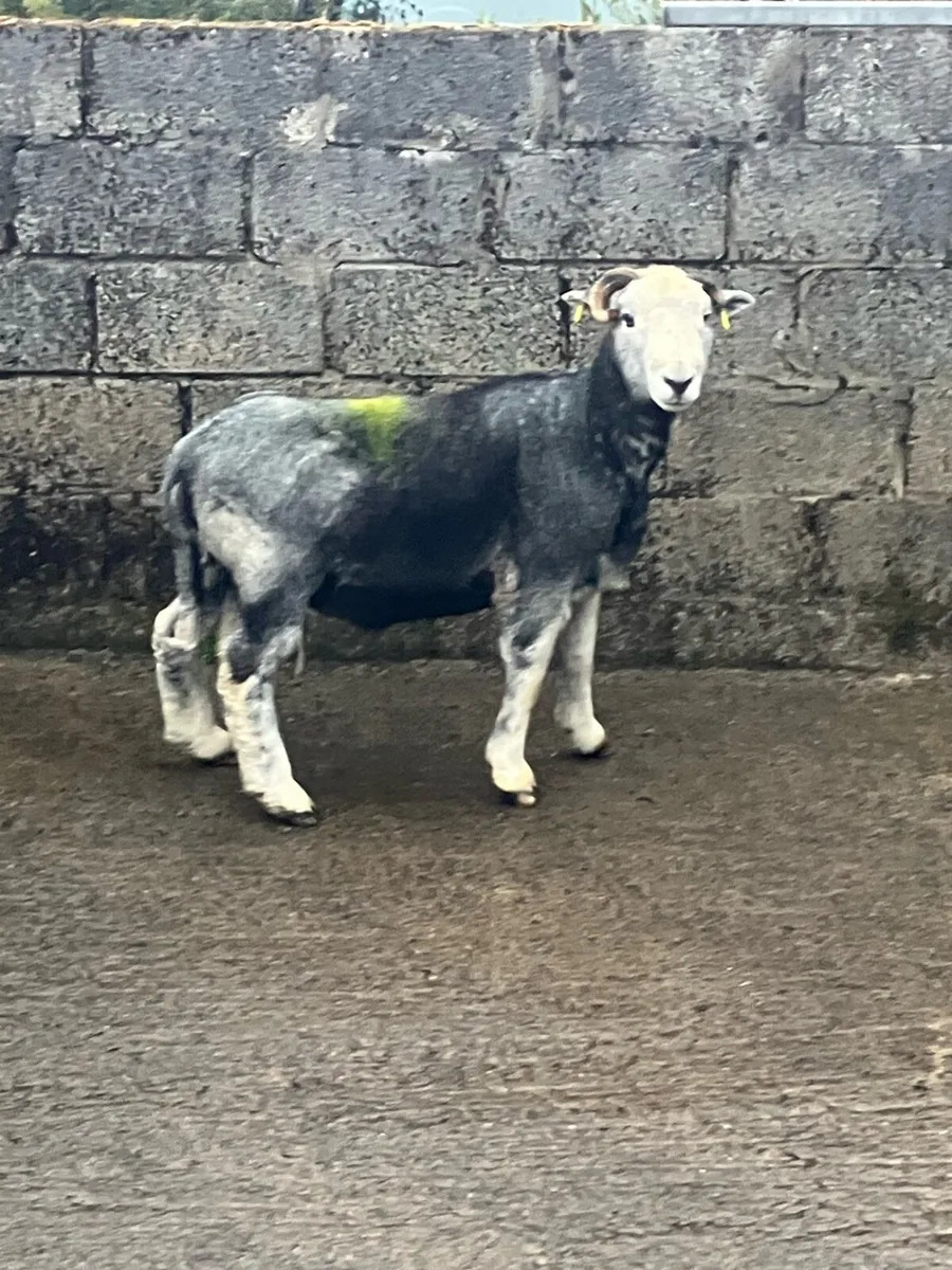 Herdwick ran - Image 4