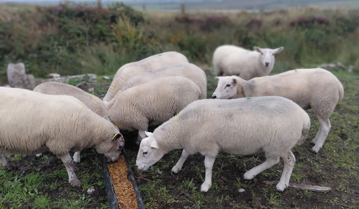 Texel X Hoggets & Lambs - Image 1