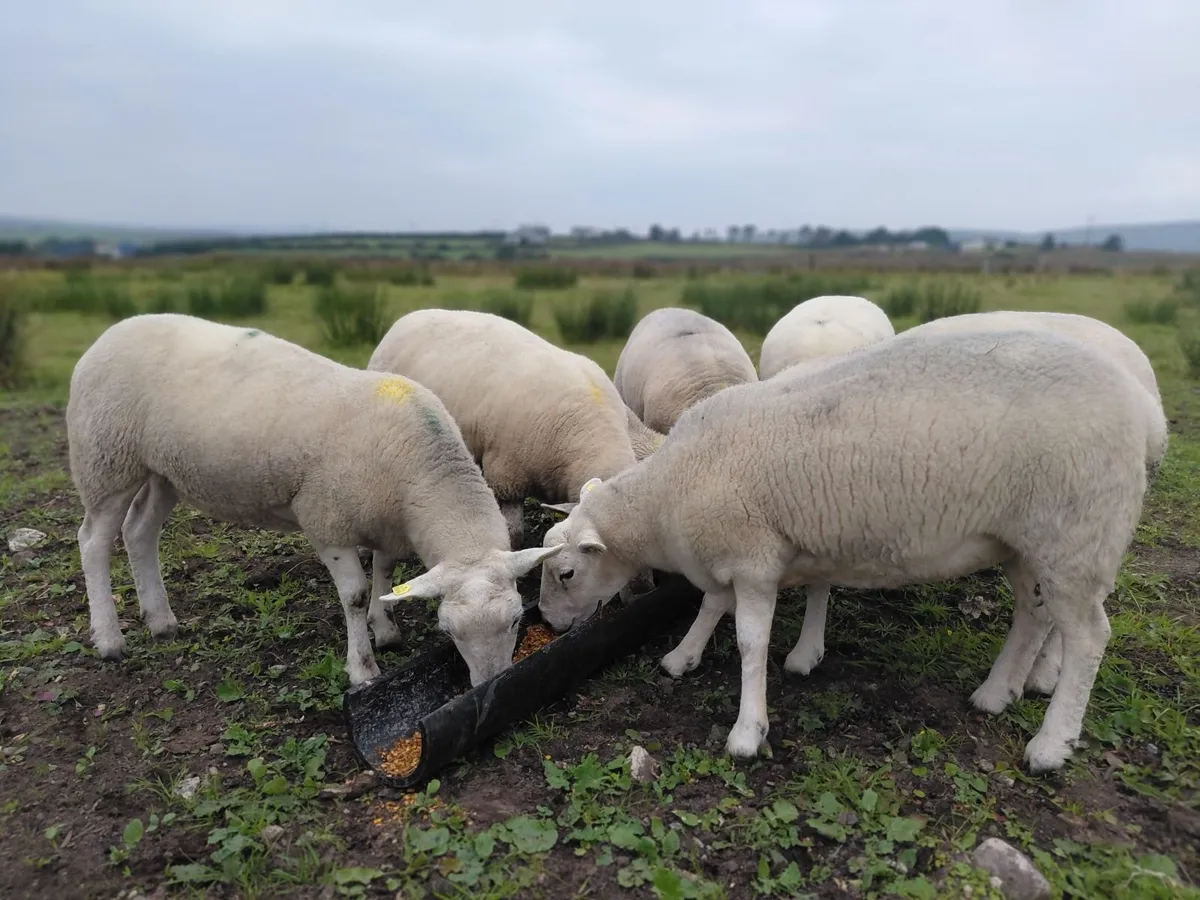 Texel X Hoggets & Lambs - Image 2