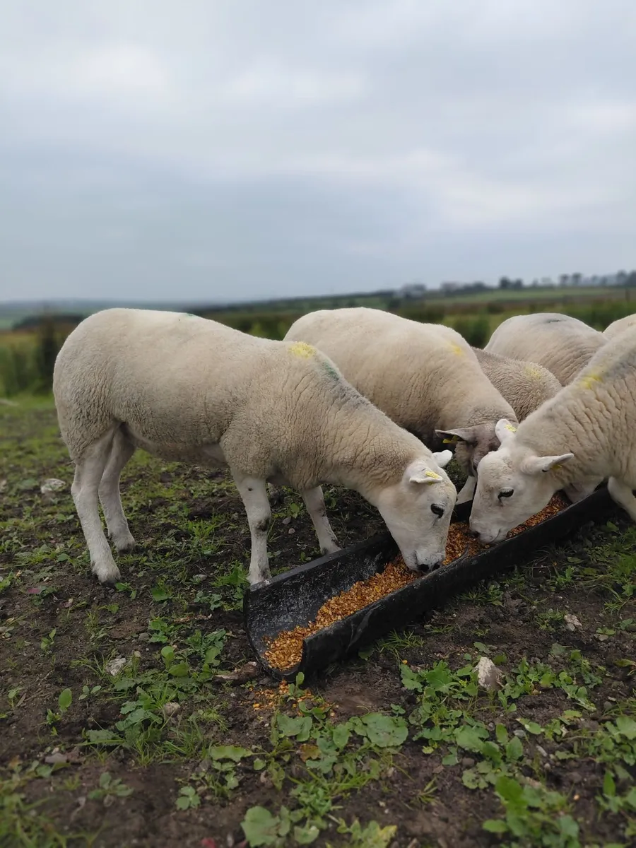 Texel X Hoggets & Lambs - Image 3