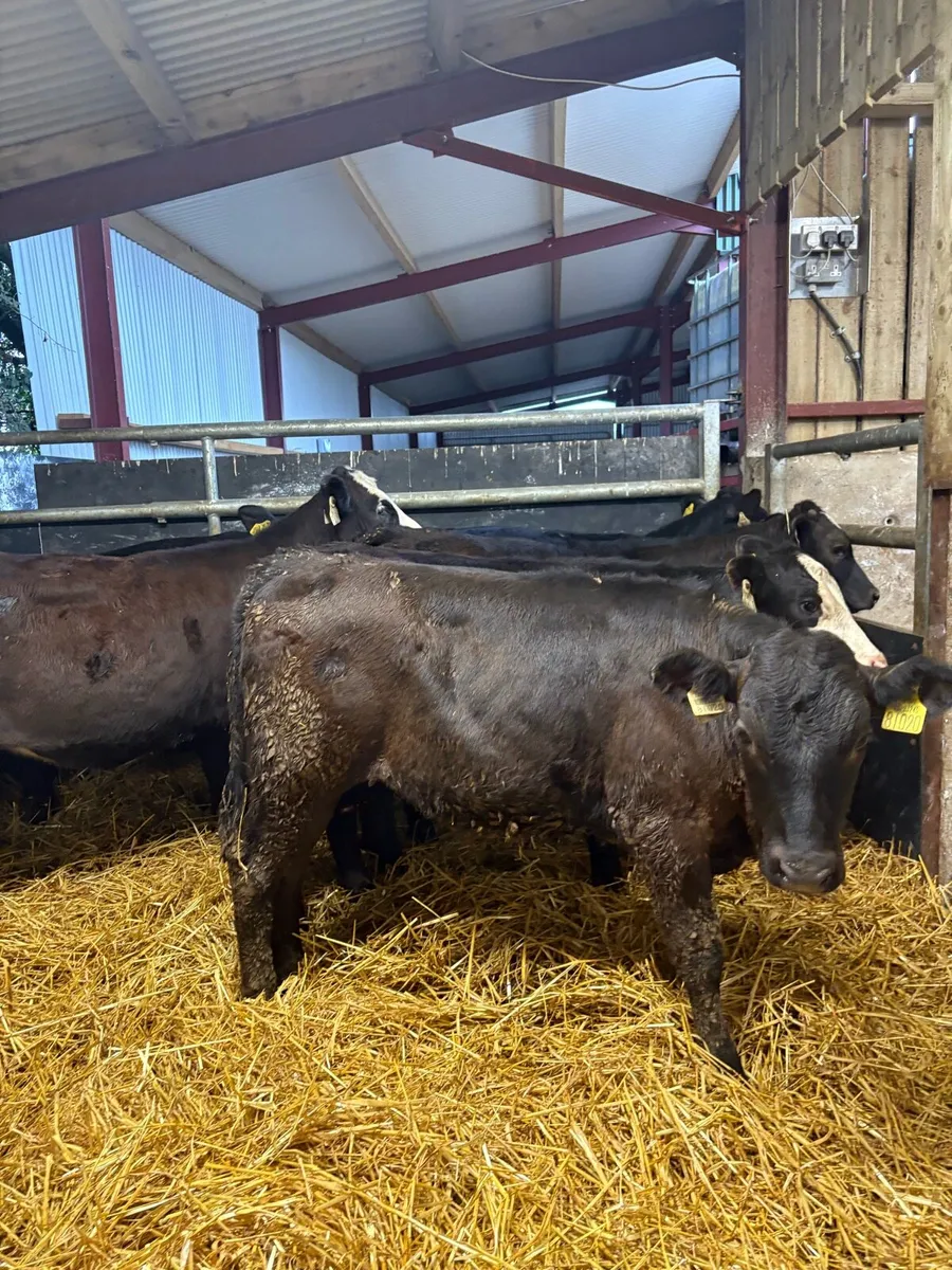 7 super 200kg suckler bred Angus heifers - Image 1