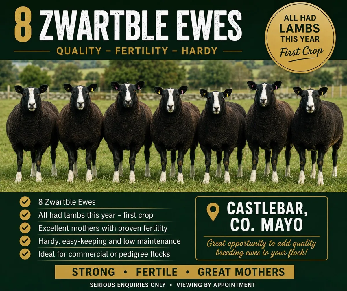 Zwartble Ewes - Image 1