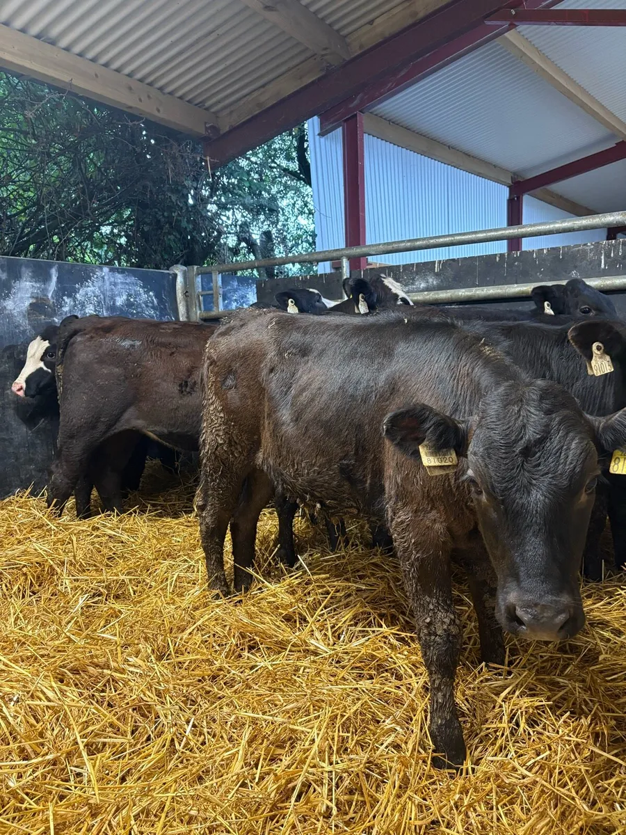 7 super 200kg suckler bred Angus heifers - Image 2