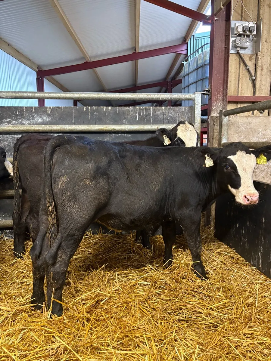 7 super 200kg suckler bred Angus heifers - Image 3