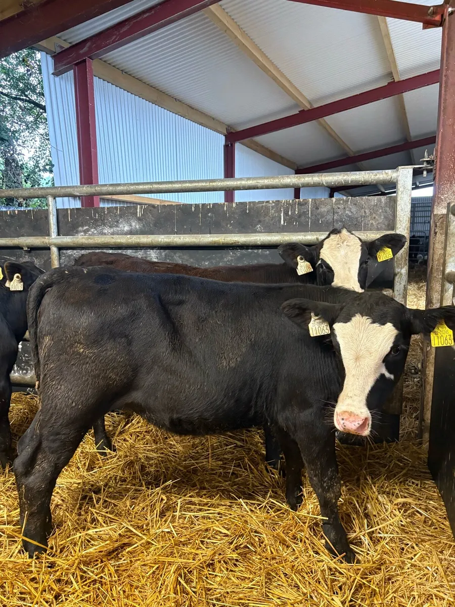 7 super 200kg suckler bred Angus heifers - Image 4
