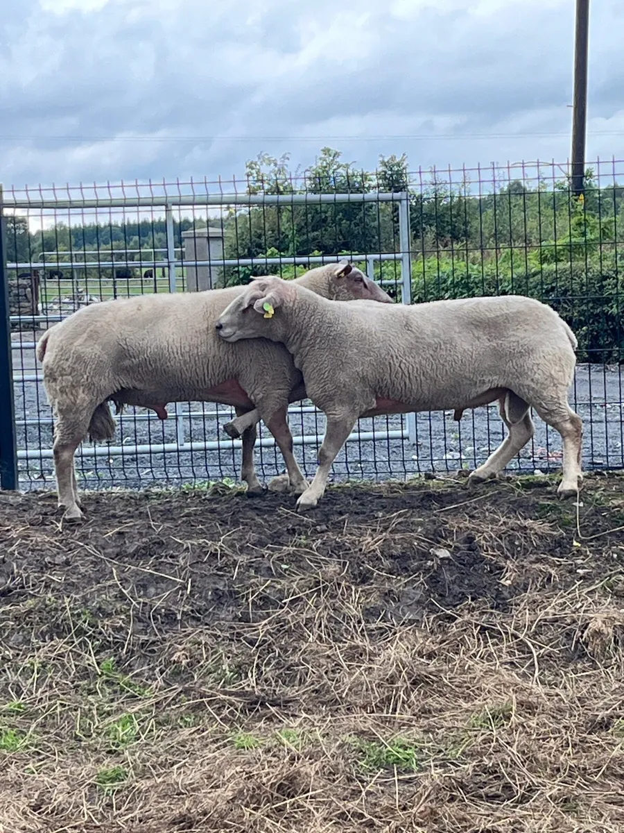 Sheep - Image 1