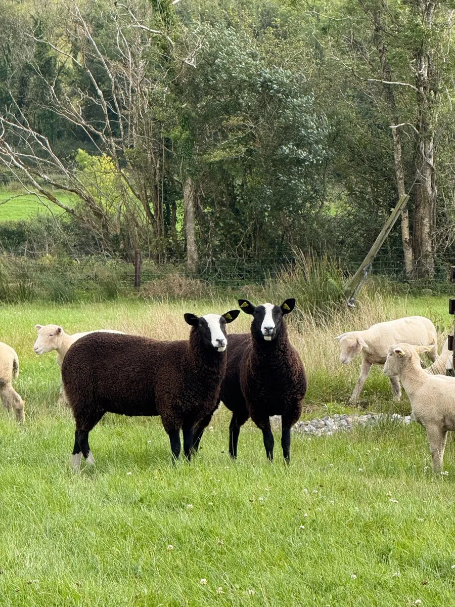 Zwartble Ewes - Image 3