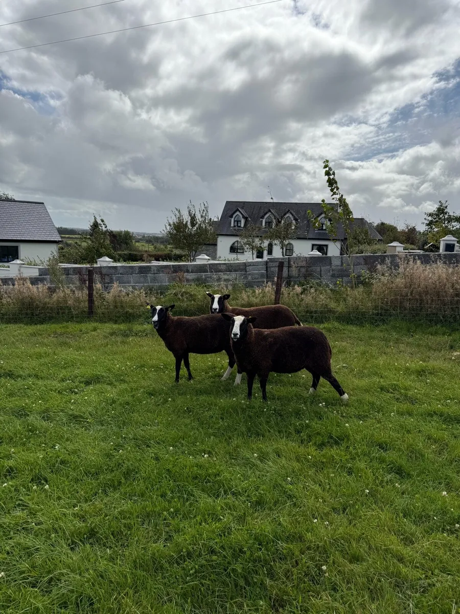 Zwartble Ewes - Image 4