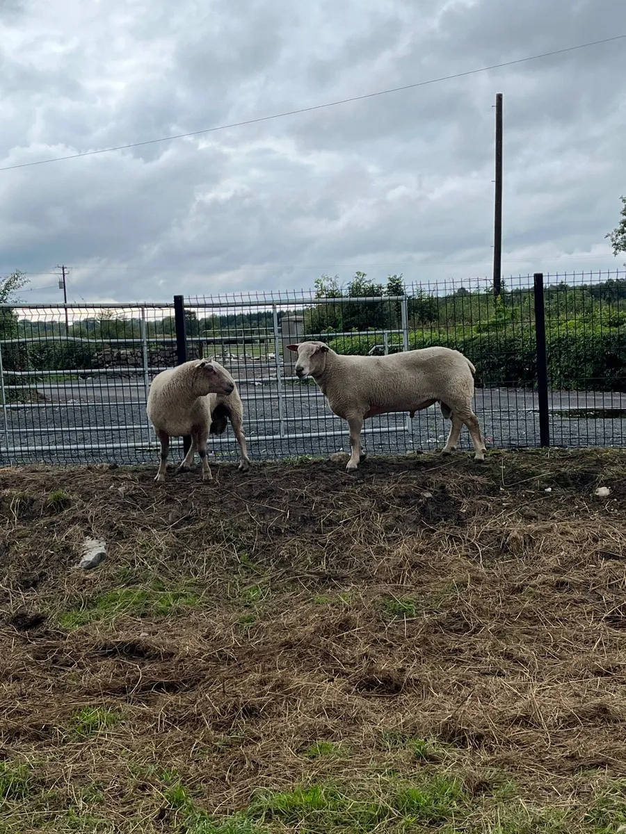 Sheep - Image 3