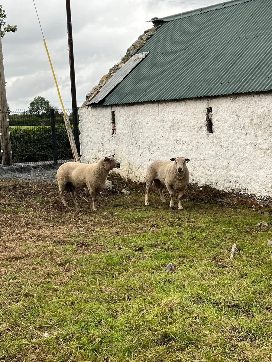Sheep - Image 4
