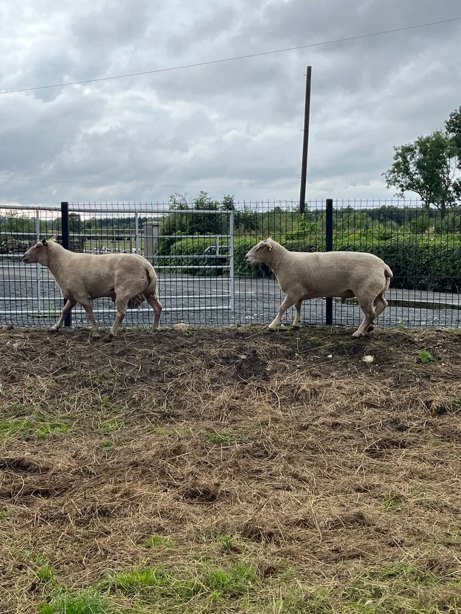 Sheep - Image 2