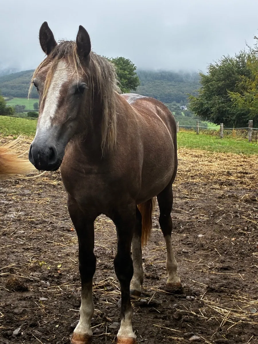 Horse. - Image 1