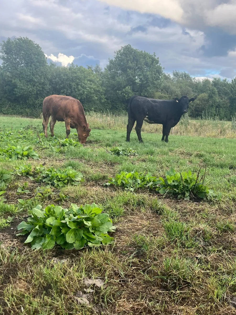 2 Lmx heifers - Image 1