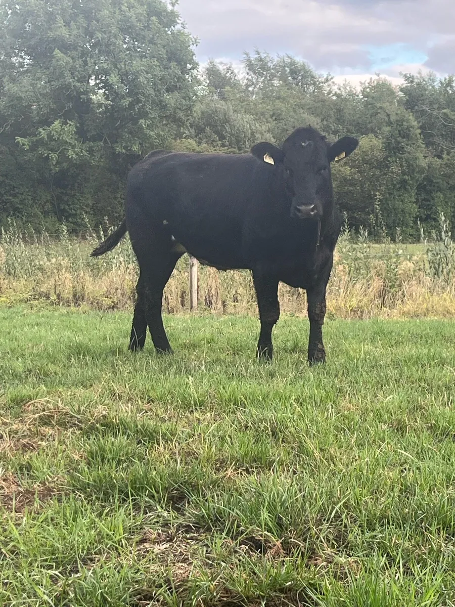 2 Lmx heifers - Image 2
