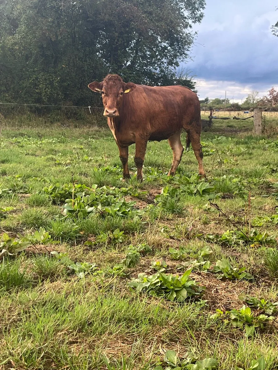 2 Lmx heifers - Image 3