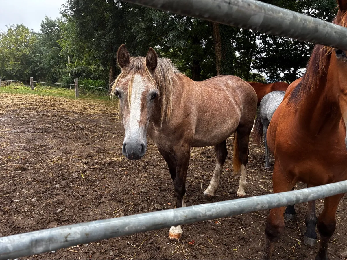 Horse. - Image 2